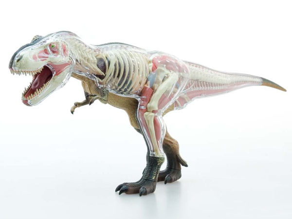 アナトミーモデル ティラノサウルス-